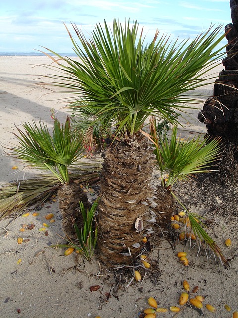 date palm, palm tree, dates, phoenix dactylifera, fruit, seeds, plant, nature, exotic, date palm, date palm, date palm, date palm, date palm