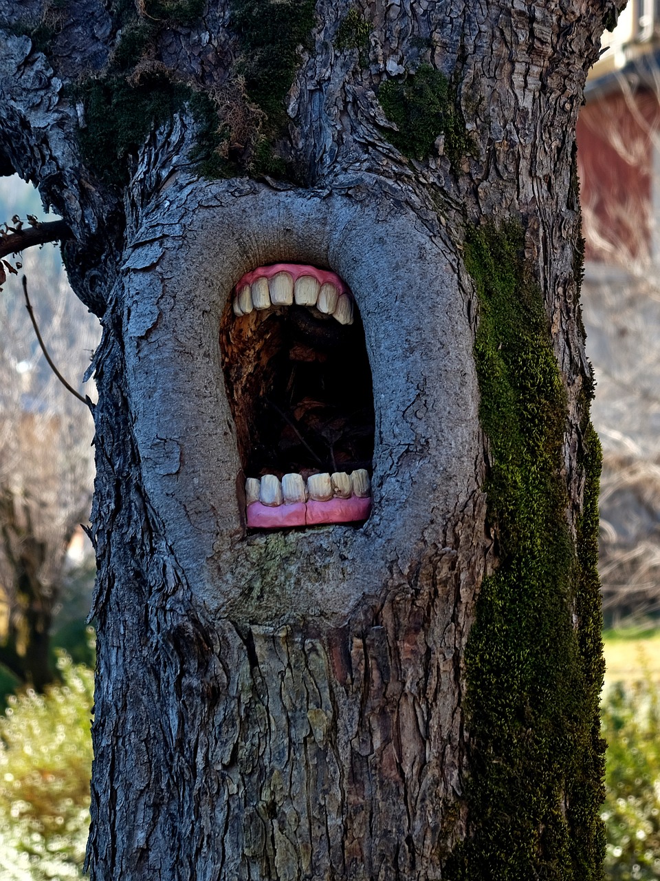 tree, mouth, nature, teeth