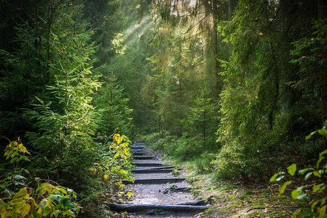 forest, trail, sunbeams, forest path, path, trees, woods, morning, forest, forest, forest, nature, forest, forest
