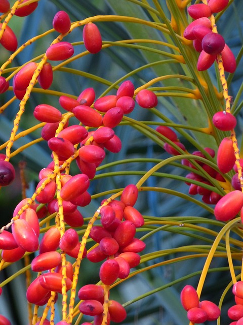 date palm fruit, date, palm tree, fruit, red, berry, pome fruit, nuclear fruit