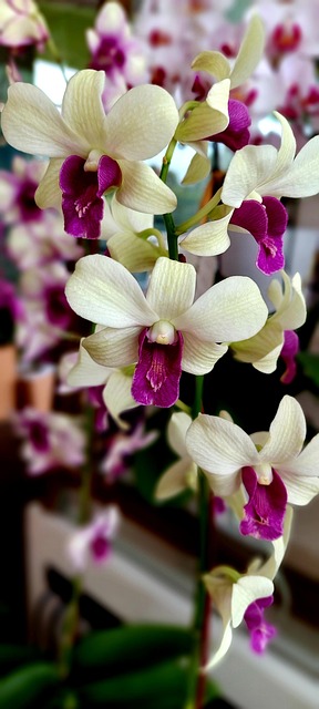 larat orchid, the flowers of indonesian identity, especially in maluku, dendrobium phalaenopsis, vappodes phalaenopsis, dendrobium bigibbum, the orchidaceae family, anggrek, orchid, jakarta, indonesia, bunga, kembang, bunga anggrek, moon orchid