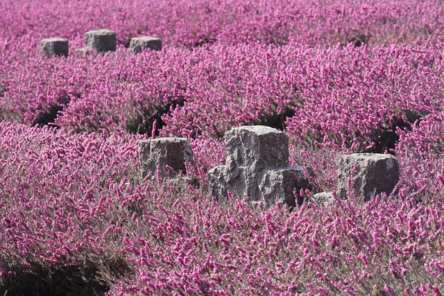 war graves, erika, memorial day, world war, military cemetery, grief, war, pink flowers