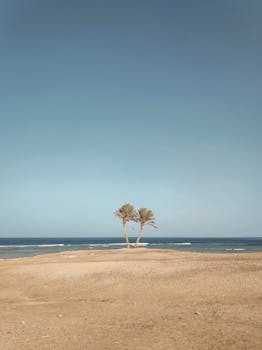 Serene Marsa Alam beach scene with lone palm trees under a clear blue sky.