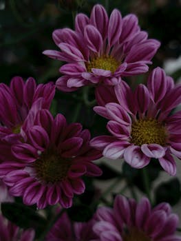 A close-up shot of vibrant purple chrysanthemums in full bloom, highlighting their natural beauty.