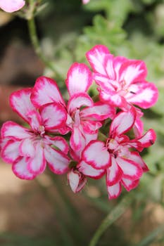 Vivid pink and white geranium flowers in full summer bloom outdoors.