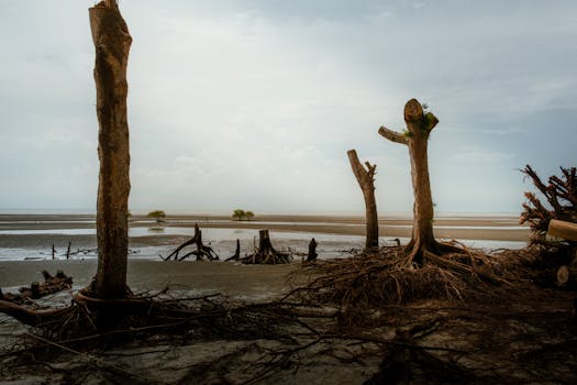 Serene mangrove landscape in Tanjong Sepat, Malaysia with exposed tree roots.