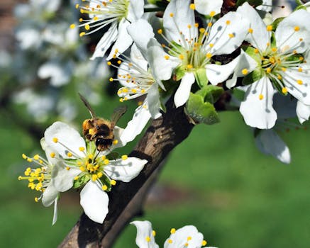 Bee pollinating white blossoms on a tree branch during spring, showcasing nature's beauty.
