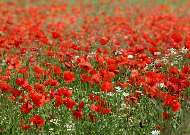 poppy field, poppies, chamomile, meadow, flowers white red, field, sea of flowers, plants, nature, summer, sight for sore eyes, pleasure, splendid colors, bright, attraction