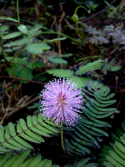 bunga, ungu, daun, segar, cerah, ranting, tumbuhan, hijau, flora, alam, bunga, bunga, alam, alam, alam, alam, alam
