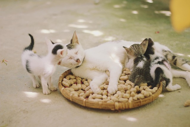cats, kittens, felines, family, basket, herd of cats, animals, kittens, family, family, family, nature, family, family