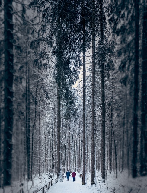 winter, pair, couple, old pair of, age, path, forest, cold, wintry, landscape, nature, trees, together, love, winter, winter, winter, winter, winter, couple, forest, forest, love, love, love