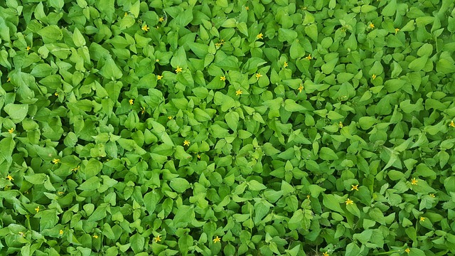 ground cover, green, straggler daisy, free background, weeds, wallpaper hd, 4k wallpaper 1920x1080, horseherb, laptop wallpaper, prostrate lawnflower, wallpaper 4k, yellow ground cover, windows wallpaper, cool backgrounds, hd wallpaper, creeping cinderella weed, beautiful wallpaper, free wallpaper, flora, desktop backgrounds, background, asteraceae, mac wallpaper, 4k wallpaper, full hd wallpaper, calyptocarpus vialis