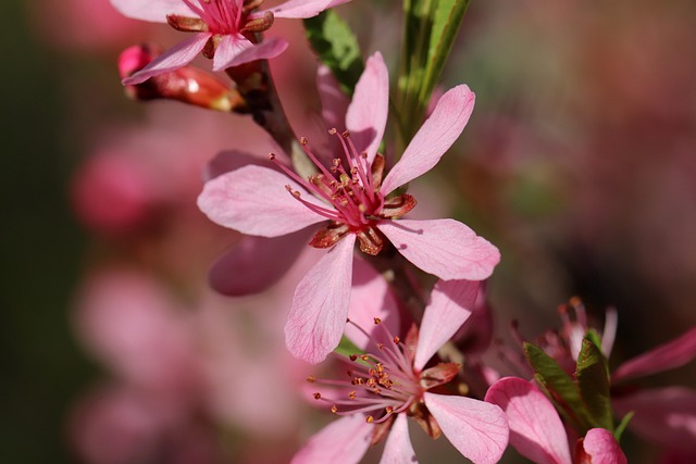 prostrate cherry, low cherry almond, prunus prostrata, blossoms, pink, petals, stamens, spring