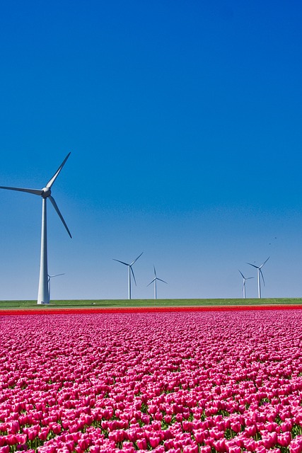 tulips, field, windmills, netherlands, blossoms, bulbs, holland, red, colorful, blue field, blue color, netherlands, netherlands, netherlands, netherlands, netherlands, holland