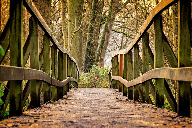 bridge, path, park, wooden bridge, trail, pedestrian bridge, railing, wood, trees, forest, nature, bridge, bridge, bridge, bridge, bridge, path, park, park, wood, forest, forest, forest, nature
