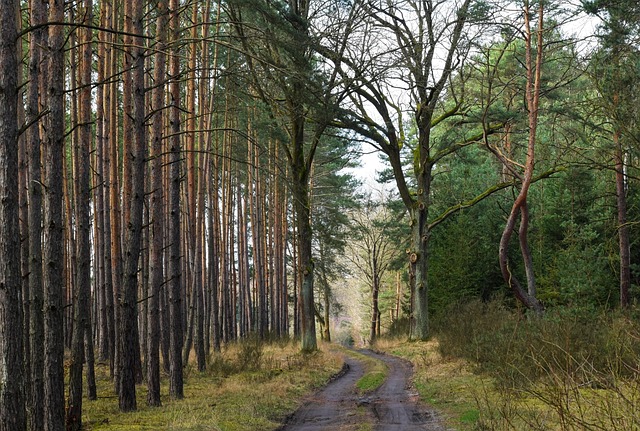 forest, trees, path, nature, autumn, trunk, way, trees, trees, trees, trees, trees