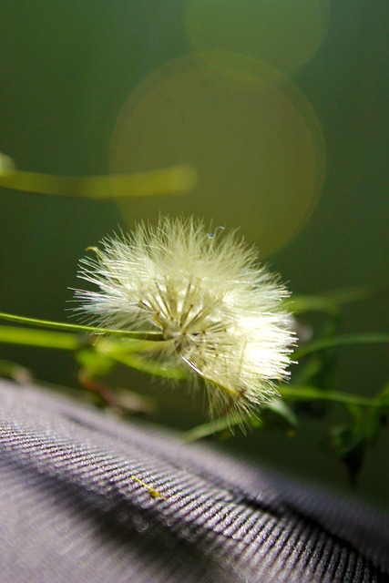 flower, dandelion, seeds, asteraceae, plant, bunga, alam, flora, spring, nature, garden, bunga, alam, alam, alam, alam, alam