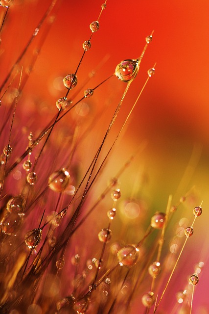 dewdrops, grass, morning, dew, water, reflection, natural, orange nature, orange water, orange grass, orange natural, orange morning, morning, morning, natural, natural, natural, nature, natural, natural