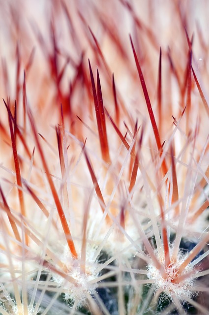 cactus, spikes, sharp, spiky, thorns, needles, prickly, macro, nature, cactus, cactus, cactus, cactus, cactus, thorns, thorns