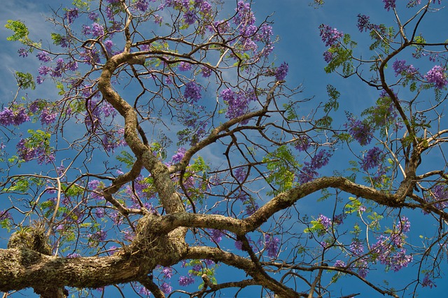 tree, wood, branches, nature, costa rica, trunk, forest, flowering, costa rica, costa rica, costa rica, costa rica, costa rica, forest