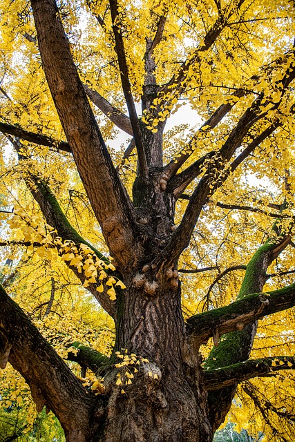tree, leaves, park, autumn, falling leaves, trunk, gingko, nature, tree, tree, tree, tree, tree, autumn, autumn, autumn, falling leaves, trunk, trunk, gingko, nature, nature, nature