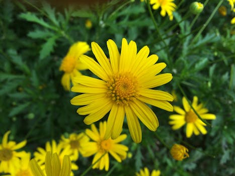 Vibrant yellow daisies in full bloom, showcasing their bright petals in natural greenery.