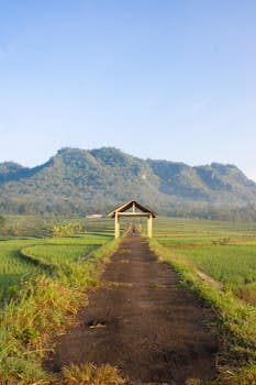Scenic rural path leading through lush fields to a shelter in Yogyakarta, Indonesia.