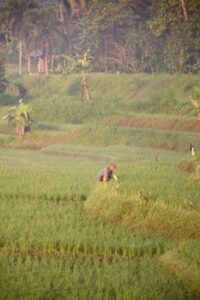 A farmer tends to rice crops under a warm sunset in Yogyakarta fields.