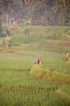 A farmer tends to rice crops under a warm sunset in Yogyakarta fields.