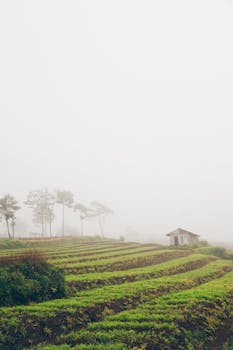 Mist blankets a terraced farmland with a farmhouse in Batu, Indonesia.