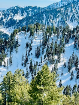A stunning aerial view of a snow-covered forest in Malam Jabba, Pakistan during winter.