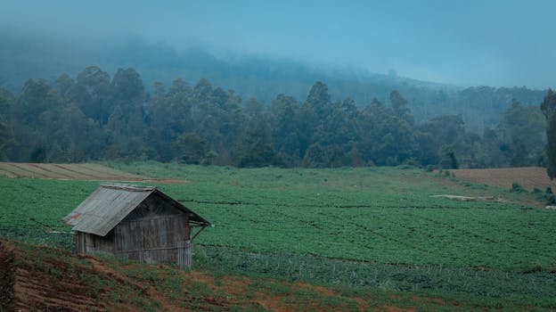 A serene foggy morning in a rural field with a wooden shed in Batu, Indonesia.