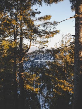 Breathtaking view of snow-capped mountains through evergreen trees in Malam Jabba.