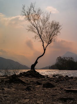 A leafless tree stands by a peaceful river under a calming sunset.
